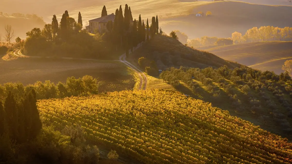 Besök vingårdar i Toscana