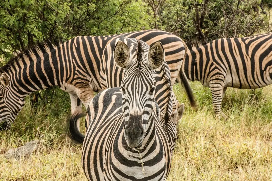 Safari i Sydafrika - bo på lodge mitt i naturen! illustration